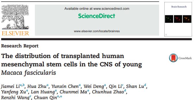 The distribution of transplanted human mesenchymal stem cells in the CNS of young Macaca fascicularis